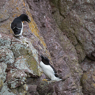 St Abbs Head - Razorbills